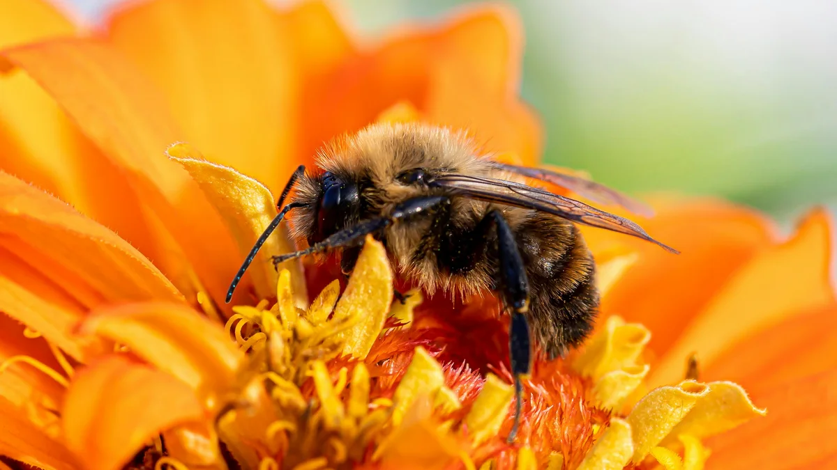 Abeille sur fleur orange - illustration pour l'article sur la loi Abeille et le WiFi en crèche
