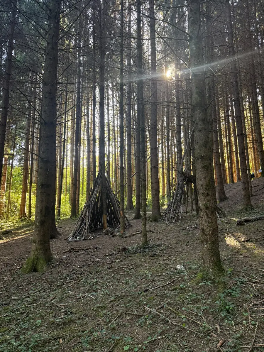 Des cabanes en branches construites entre les troncs d'une forêt de sapins