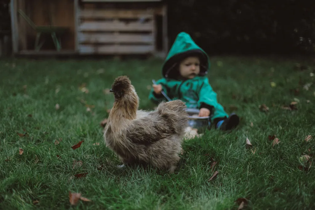 Une poule soyeuse dans l'herbe, un enfant en ciré vert assis derrière