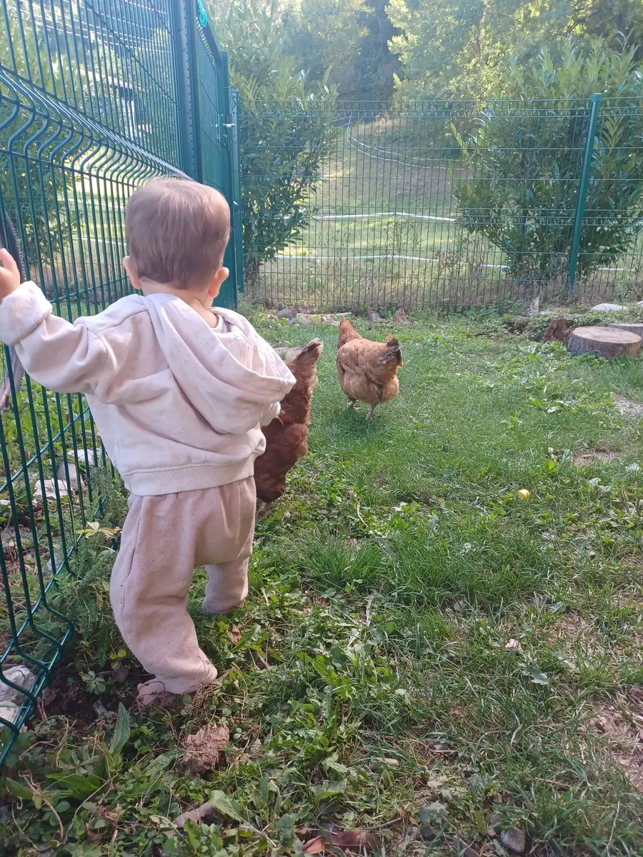 Un tout-petit debout contre le grillage regarde deux poules dans l'enclos