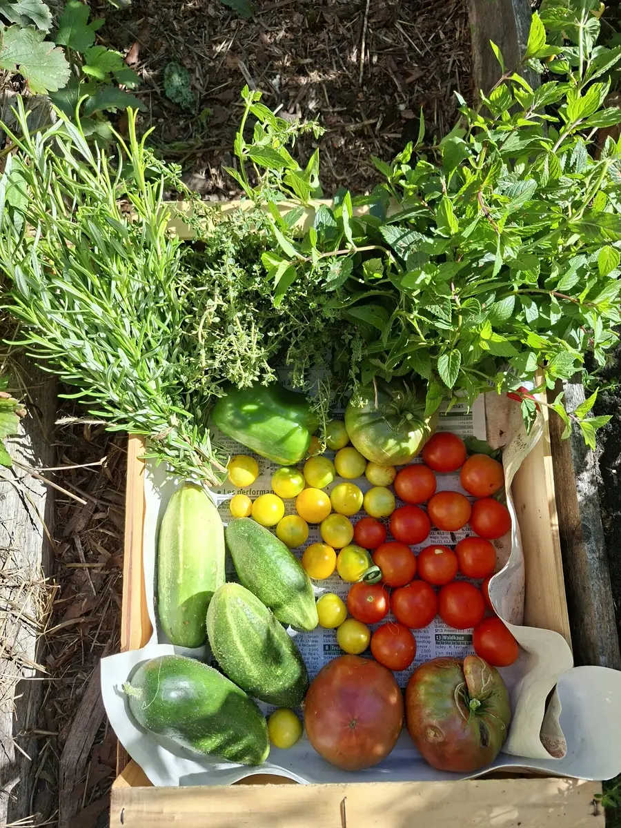 Un cageot de courgettes, tomates et herbes fraîches du potager
