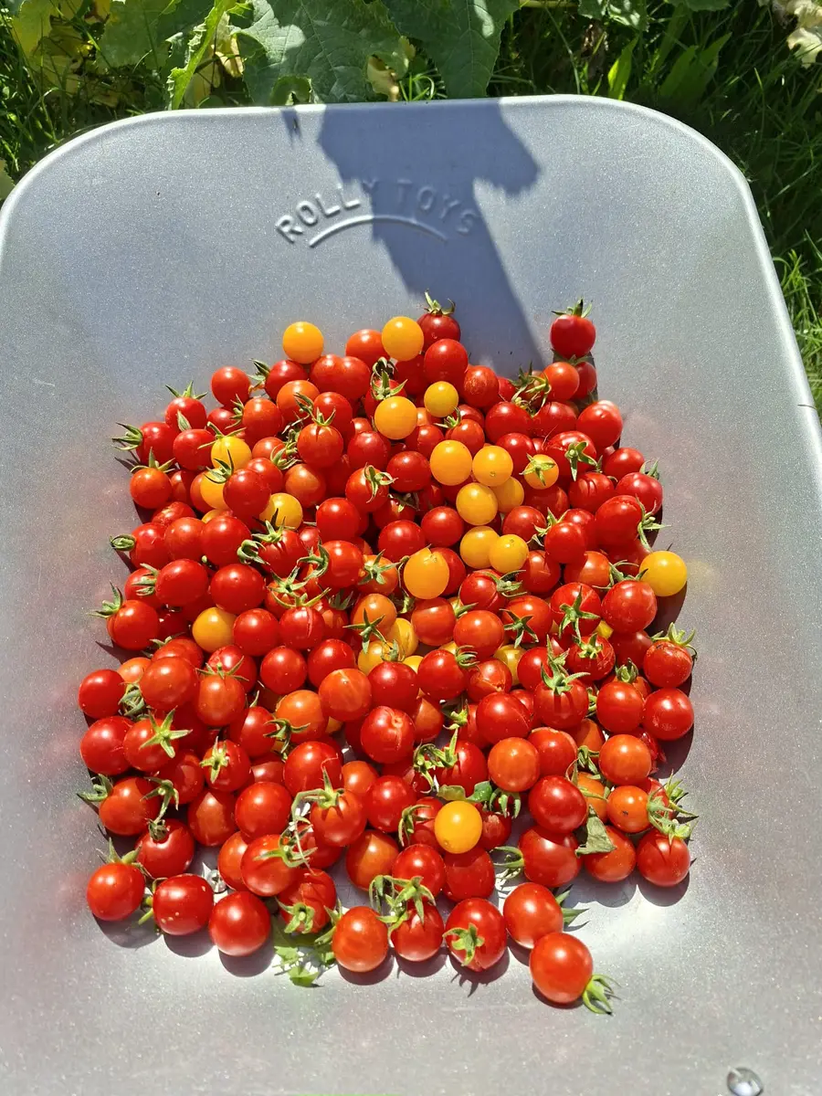 Une brouette d'enfant remplie de tomates cerises rouges et jaunes